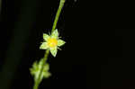 Beaked agrimony